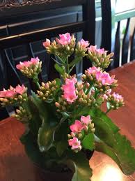 Kalanchoe Blossfeldiana Kalanchoe Blossfeldiana This Is A Kalanchoe These Compact Succulent Plants Bear Clust Kalanchoe Blossfeldiana Plants Plant Lighting