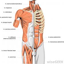 Early detection of infected areas of chest and diseases can save lives of many. How Do I Treat A Torn Pectoral Muscle With Pictures