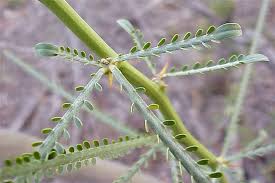 Image result for Parkinsonia aculeata