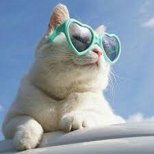 Jual produk kacamata kucing baju kucing kacamata murah dan. Pin On Gatitos Tiernos