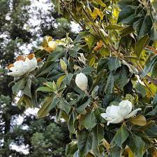 Magnolia is a large genus of about 210 flowering plant species in the subfamily magnolioideae of the family magnoliaceae. Pin On Shades Of White