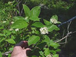 Image result for Sericorema sericea