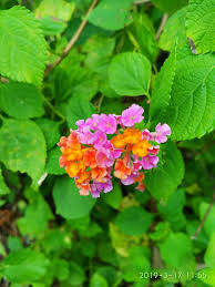 Maybe you would like to learn more about one of these? Fotografi Saya 17 03 2019 Lantana Bunga Liar Yang Cantik Dan Menggoda Steemit