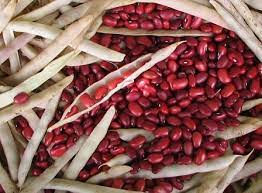 Maybe you would like to learn more about one of these? Perhatikan Hal Ini Sebelum Menanam Tanaman Kacang Merah
