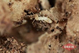 What termites can do though, is fit in the cracks of concrete. How Fast Can Termites Eat A House