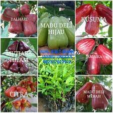 Sebagai bagian dari 4 sehat 5 sempurna, keberadaan buah memang sulit untuk dipisahkan dari kebutuhan konsumsi manusia. Warung Bibit Agropark Jual Aneka Bibit Tanaman Buah Unggul Home Facebook