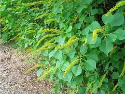 Image result for Sapium