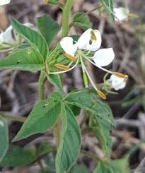 Image result for Cleome aculeata