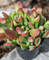 Image result for Crassula granvikii