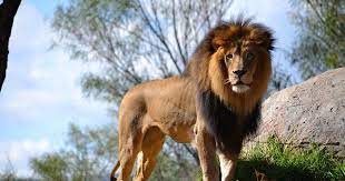 31 Nature Animals Wallpapers Download Beautiful Animal Desktop Hd Wallpapers Free Download Animals P Animal Wallpaper Animals Beautiful Wild Animal Wallpaper