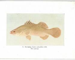 Gambar Kakap fish