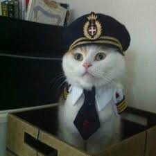 If you are using mobile phone, you could also use menu drawer. Captain Cat Blank Template Imgflip