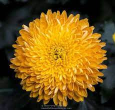 A Few More Chrysanthemums Chrysanthemum Flower Images Beautiful Butterflies