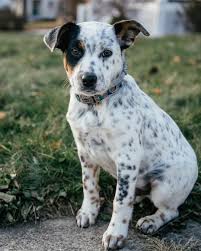 Texas Heeler Puppy Heeler Puppies Blue Heeler Puppies Baby Dogs
