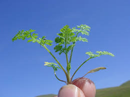 Image result for Buchnera keilii