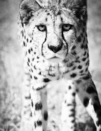 Black And White Cheetah Photo Cheetah Wall Art Black And White Wildlife Decor Photo Fine Art Animal Monochrome Photography Print Black White Photography Black White Animals