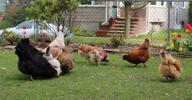 How to Raise Chickens: A Beginner's Guide to Starting Your Backyard Fl –  Hatching Time