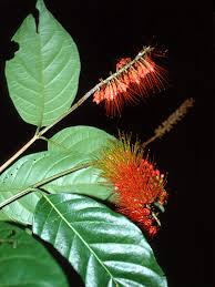 Image result for Combretum mkuzense