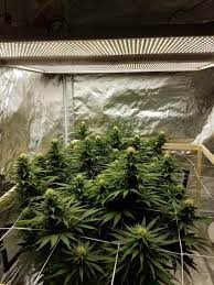 Nextlight mega alleviates all of those issues. Blimburn Seeds Sour Diesel Medical Seeds 1024 Grow Journal Week3 By Dabberdo Growdiaries