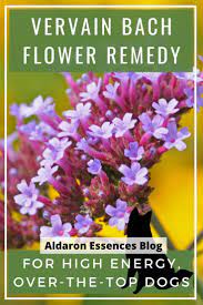 Vervain Bach Flower Remedy For High Energy Intense Over The Top Dogs Bach Flower Remedies Flower Essences Flower Remedy