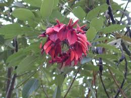 Image result for Erythrina crista-galli