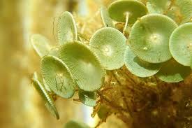 Image result for Nuxia oppositifolia