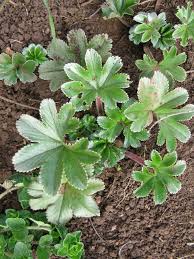 Image result for Alchemilla johnstonii