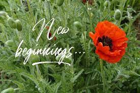 My Favourite Flower Is The Poppy Perhaps Its My Military Heritage The Poppy Is Delicate Flower But A Hardy Flowe Growing Poppies Papaver Planting Flowers