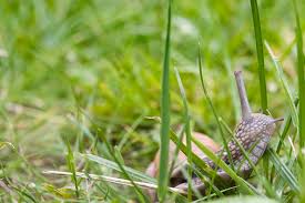Try planting flowers that don't trail along the ground, and keep the soil well aerated as you go. Keep Snails Slugs Out Of Your Lawn How To Keep Them Away From Garden