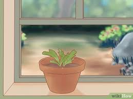 We did not find results for: How To Grow A Staghorn Fern With Pictures Wikihow