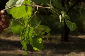 Image result for Vitex payos