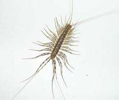 This is also a good. Bathtub Bug With Many Legs Scutigera Coleoptrata Bugguide Net