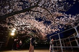 動画】満開夜桜、静かに愛でる｜【西日本新聞me】