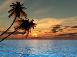 Image result for calm ocean palm tree