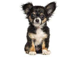 His mother is a black/white spotted female and father is a tri black/. Chihuahua Puppies For Sale Breeders In Texas