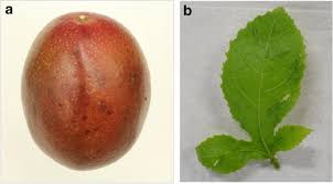 Mosaic viral symptoms on fig have shown up during the heat of summer in oregon. First Detection Of Two Potyviruses Uraria Mosaic Virus And Passiflora Mosaic Virus Y From Passionfruit In Japan Springerlink