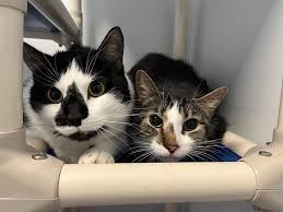 adopt two terrified senior cats ...