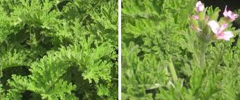 Image result for Pelargonium graveolens