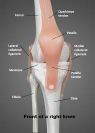This tendon connects the patella (kneecap) to the tibia. Knee Ligaments And Tendons Anatomy Anatomy Drawing Diagram