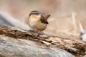 No bird exemplifies southwestern deserts better than the noisy cactus wren. Carolina Wren Song Call Voice Sound