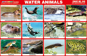 Animals Pictures That Live In Water A Selection Of Pins