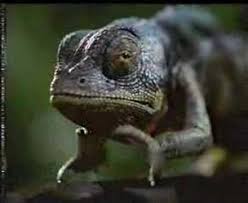 We did not find results for: Budweiser Frogs Commercial You Re One Sick Lizard Budweiser Commercial Tv Commercials Budweiser