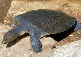 Wildlife In Egypt - Types Of Egyptian Animals - A-Z Animals