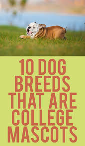 10 Dog Breeds That Are College Mascots Dog Breeds Dog Facts Rottweiler Funny