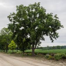 Image result for Juglans