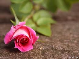 خلفيات للتصميم ورود للتصميم 13632953902 Jpeg Beautiful Pink Roses Rose Wallpaper Rose