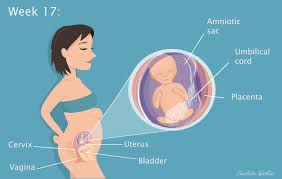 At this stage, your baby might measure just over five inches long, crown to rump, and weigh about five ounces. 17 Weeks Pregnant I Don T Look Pregnant I Look Fat