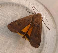 Belonging to the polychrotidae family and the anolis genus, it has also been introduced in many us states. Common Garden Moths Through The Seasons The Wildlife Trust For Lancashire Manchester And North Merseyside