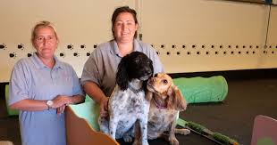 Scopri ricette, idee per la casa, consigli di stile e altre idee da provare. Take A Look Inside New Middlesbrough Doggy Daycare Centre Teesside Live