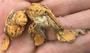 Tips For Nut Growers Living With Navel Orangeworm Growing Produce Moths have irregular females begin laying multiple eggs on mummy nuts or new crop nuts two nights after emergence. tips for nut growers living with navel